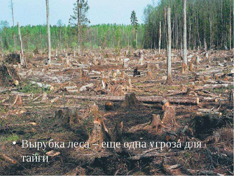 Вырубка леса еще одна угроза