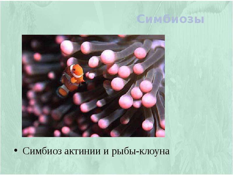 Симбиоз актинии и рыбы-клоуна
