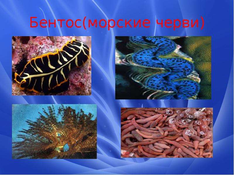 Бентос морские черви