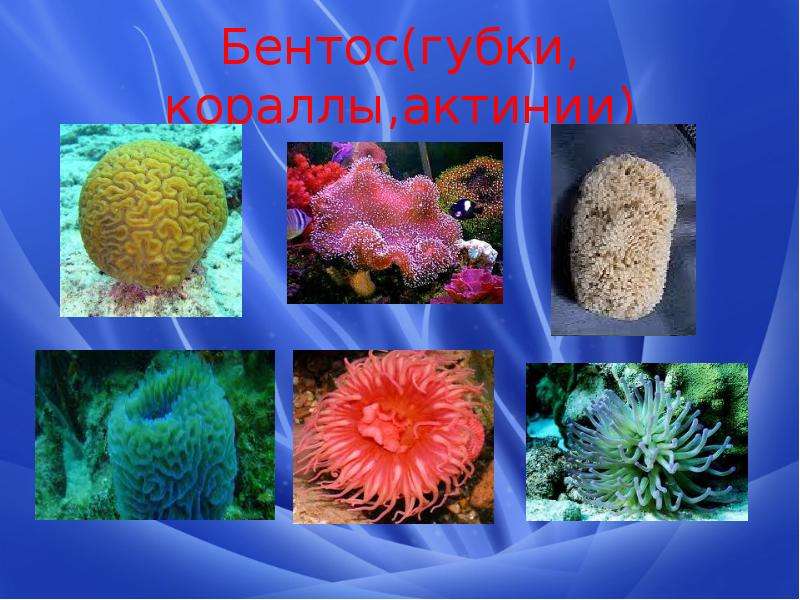 Бентос губки, кораллы,актинии