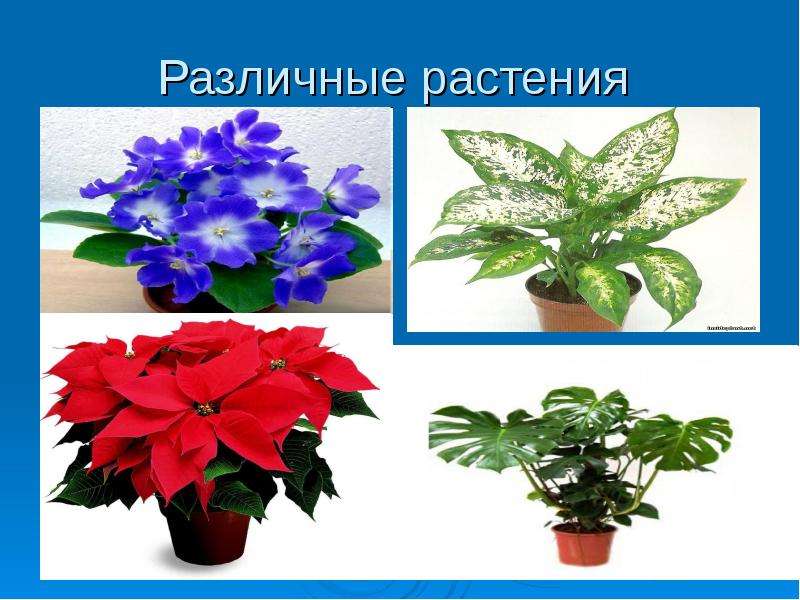 Различные растения