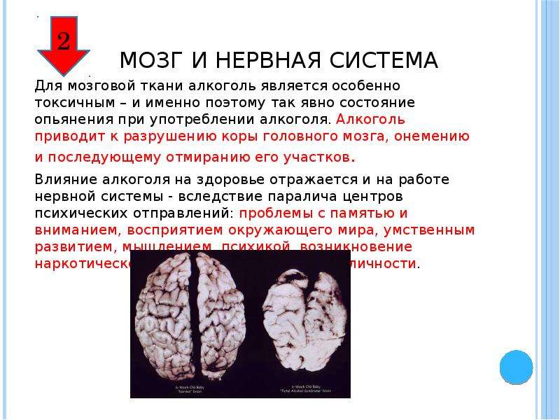 Мозг и нервная система Для