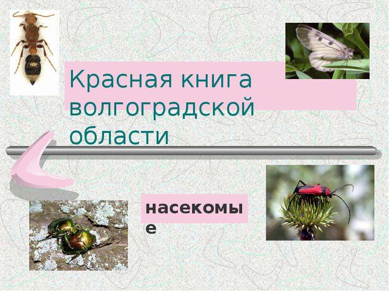 Презентация Красная книга волгоградской области насекомые