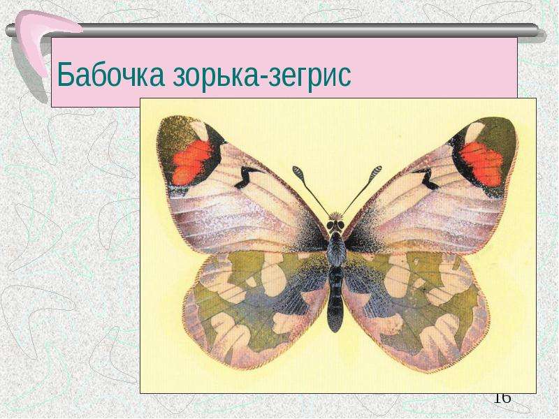 Бабочка зорька-зегрис