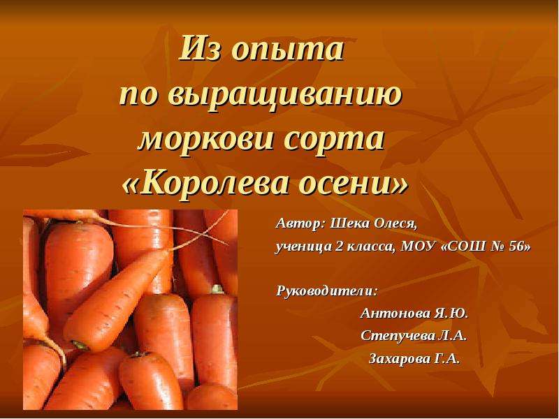 Презентация Из опыта по выращиванию моркови сорта «Королева осени» Автор: Шека Олеся, ученица 2 класса, МОУ «СОШ  56» Руководители: Антоно
