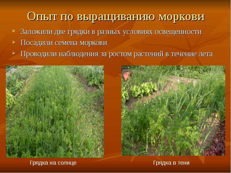 Опыт по выращиванию моркови