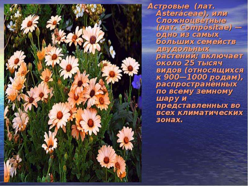 Астровые лат. Asterceae , или