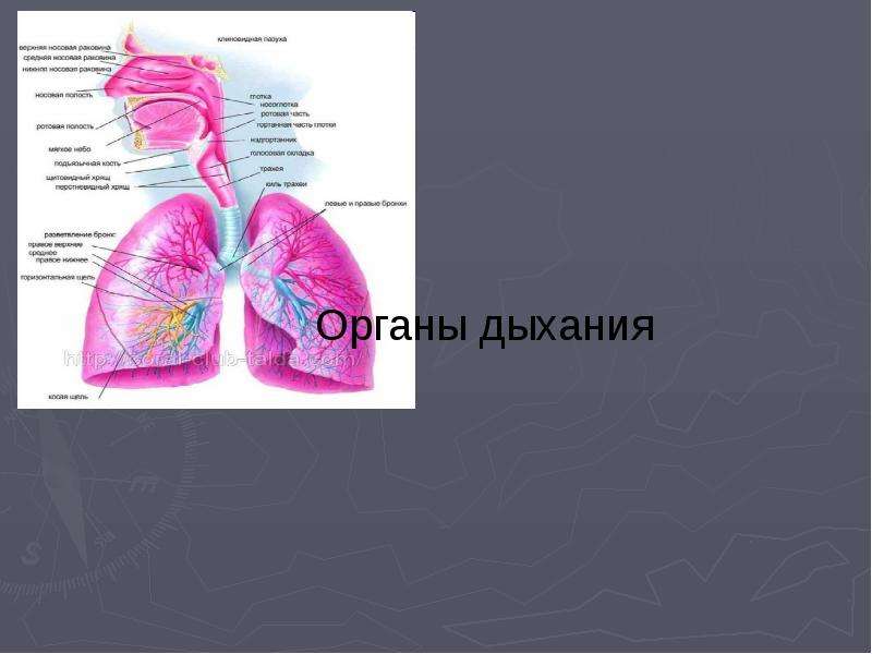 Презентация На тему "Органы дыхания" - скачать бесплатно презентации по Биологии