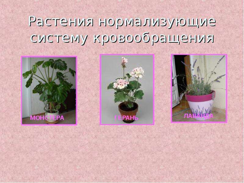 Растения нормализующие