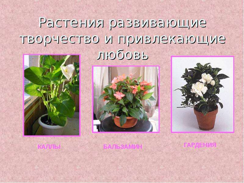 Растения развивающие