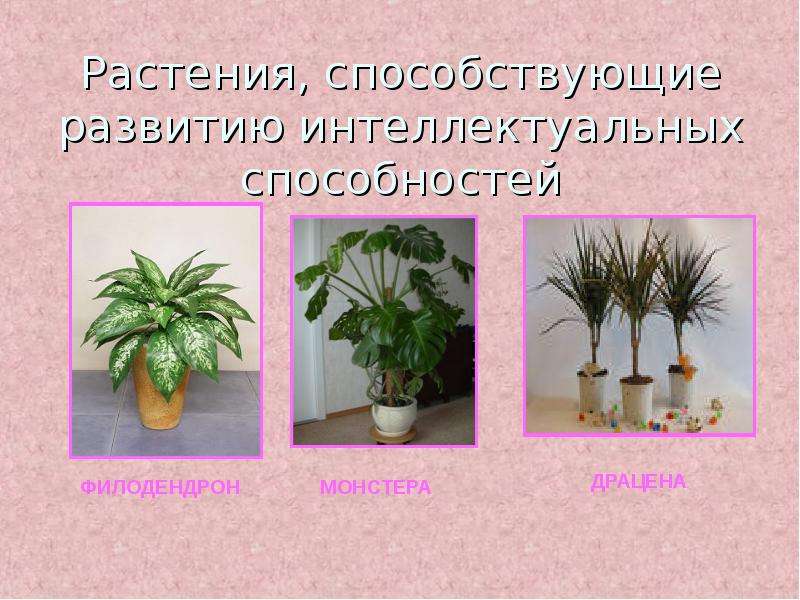 Растения, способствующие