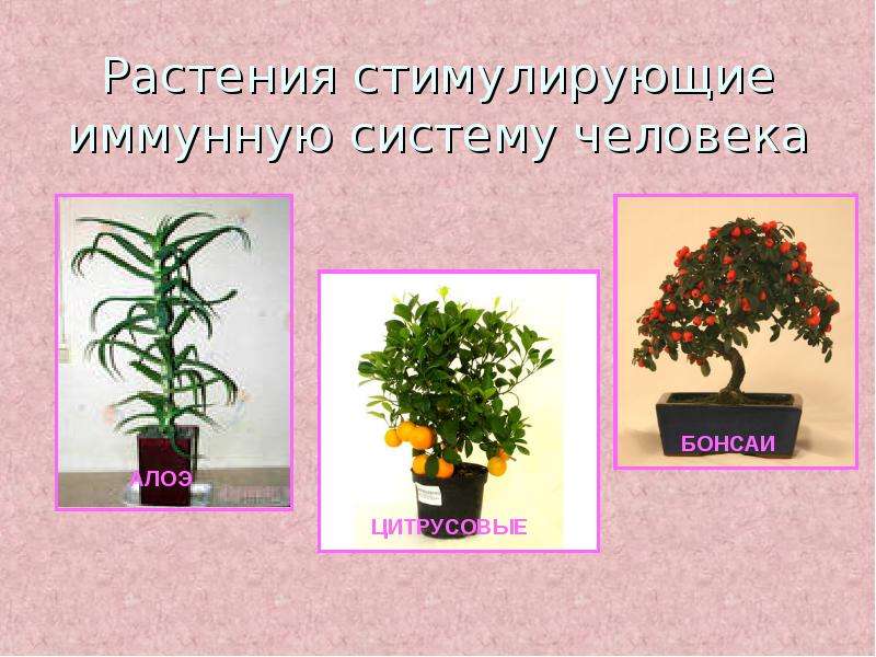Растения стимулирующие