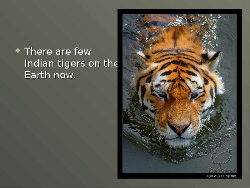 There are few Indian tigers