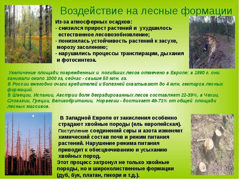 Воздействие на лесные формации
