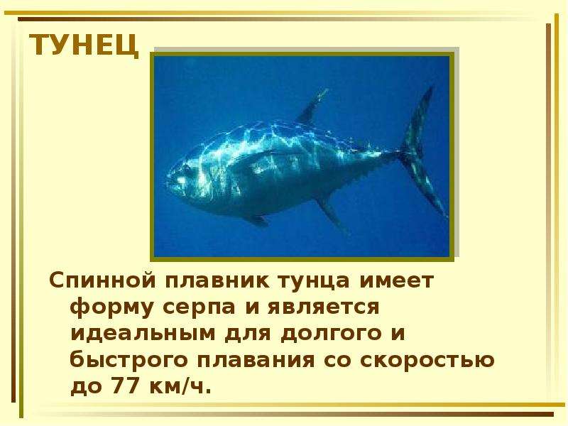 ТУНЕЦ Спинной плавник тунца