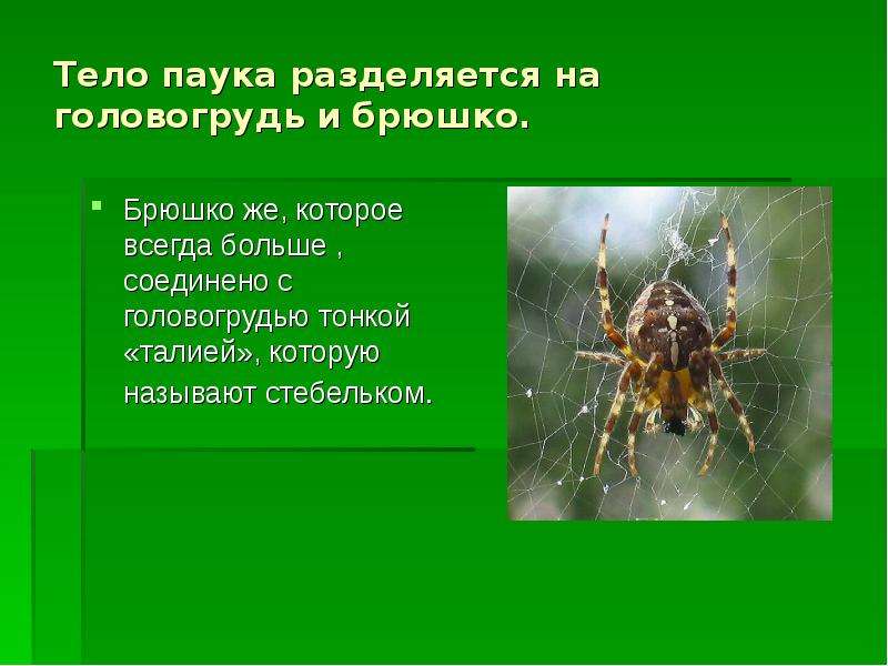 Тело паука разделяется на