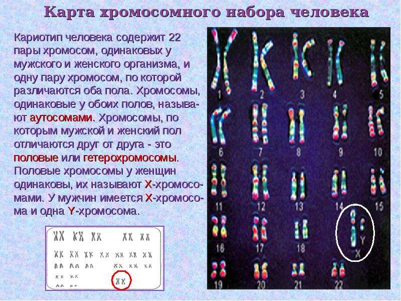 Карта хромосомного набора