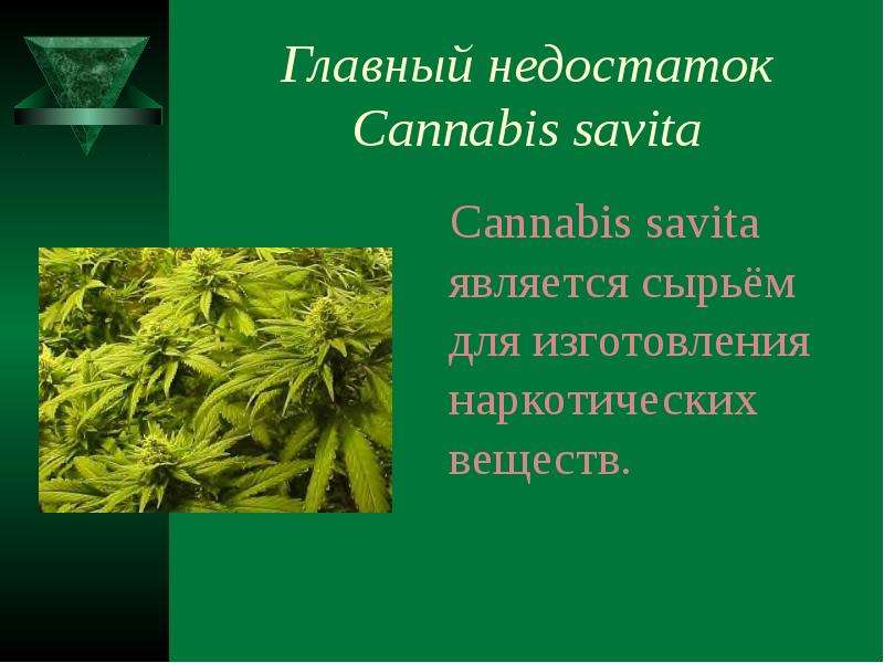 Главный недостаток Cannabis