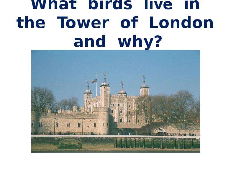 What birds live in the Tower