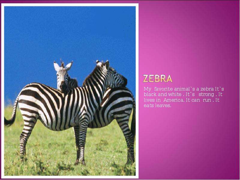 My favorite animal s a zebra