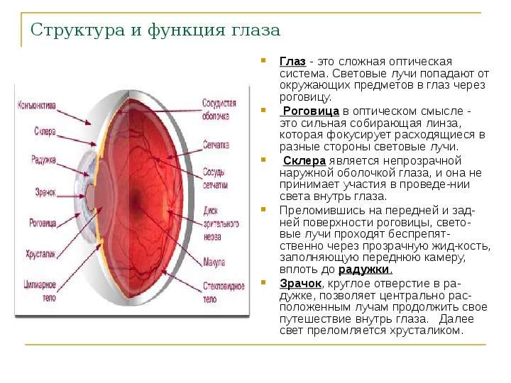 Структура и функция глаза