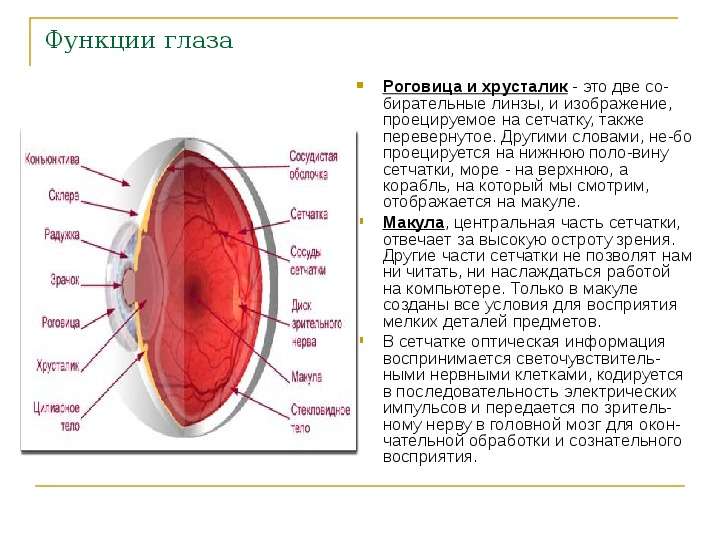 Функции глаза Роговица и