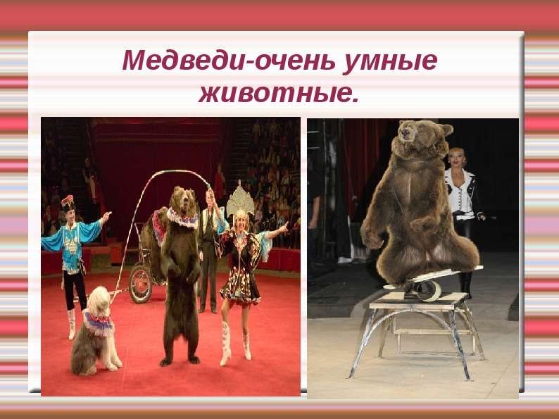 Медведи-очень умные животные.