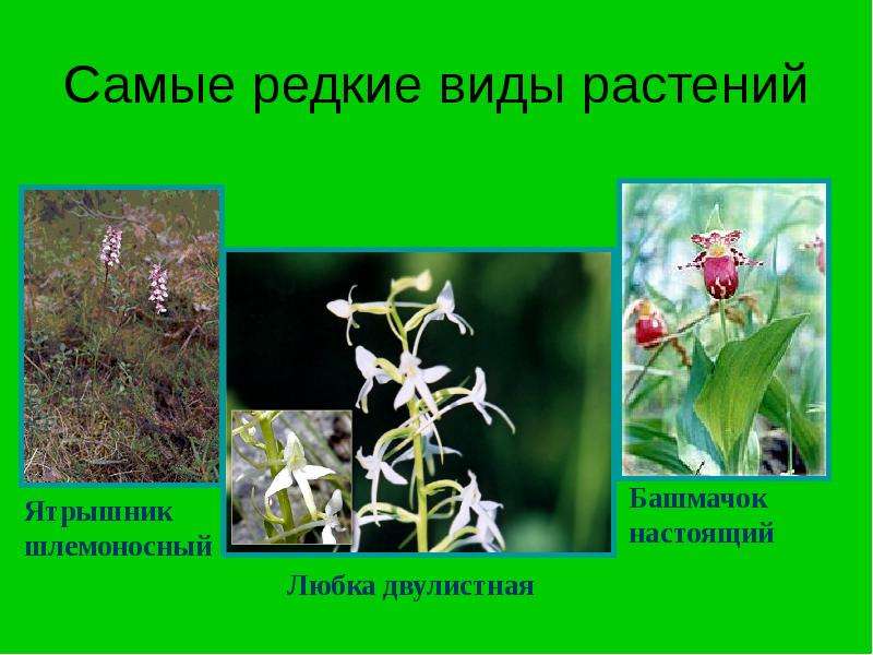 Самые редкие виды растений