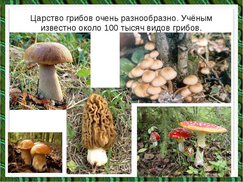 Царство грибов очень