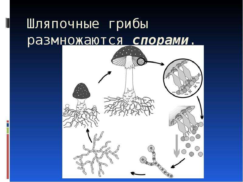 Шляпочные грибы размножаются