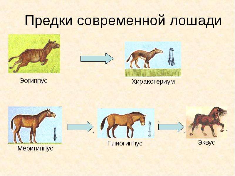Предки современной лошади