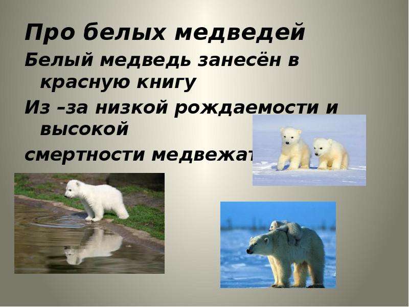 Про белых медведей Про белых