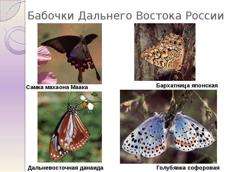 Бабочки Дальнего Востока