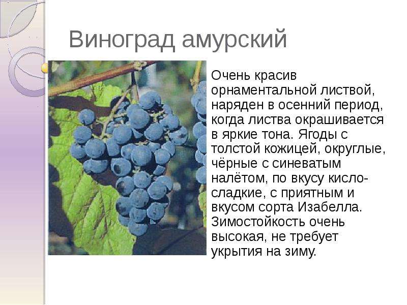 Виноград амурский Очень