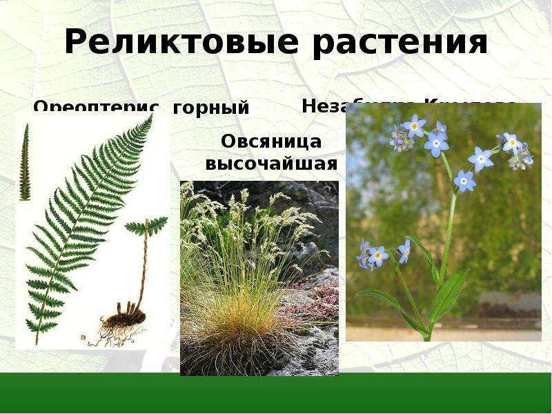Реликтовые растения