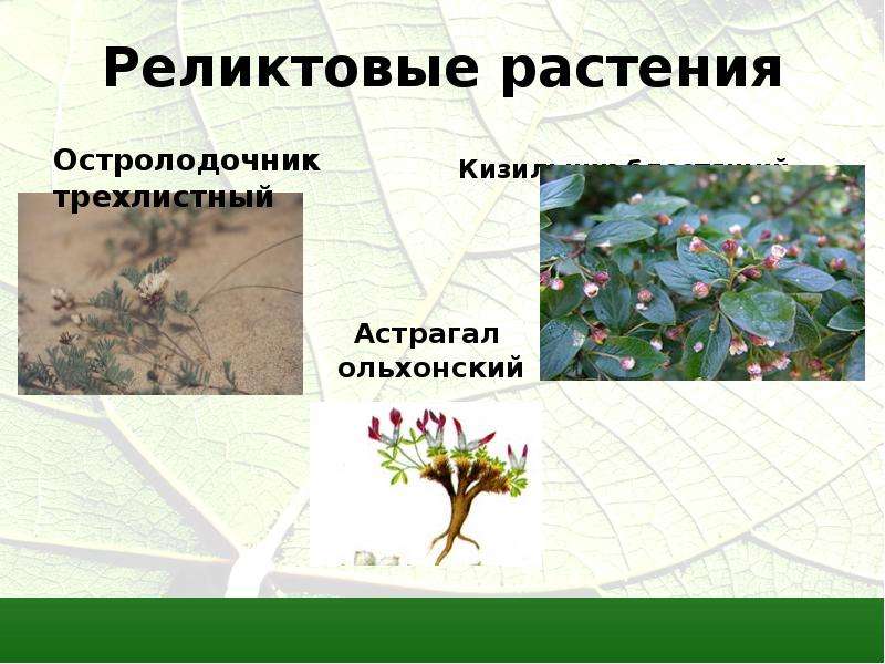Реликтовые растения Астрагал