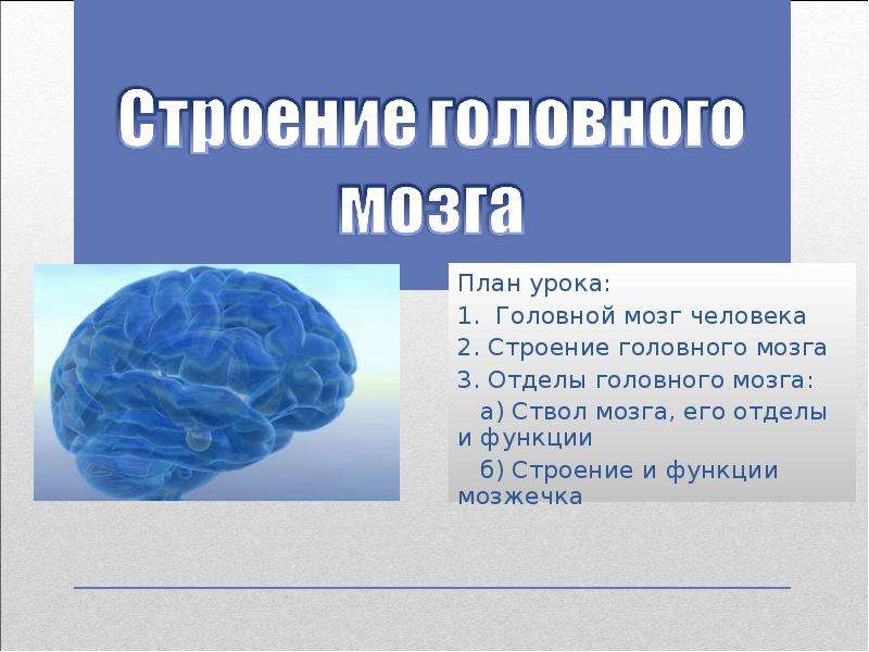 Презентация План урока: 1. Головной мозг человека 2. Строение головного мозга 3. Отделы головного мозга: а) Ствол мозга, его отделы и функции