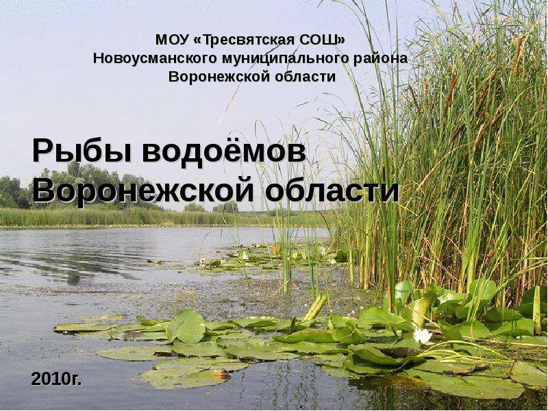 Презентация Рыбы водоёмов Воронежской области Мир вокруг нас 4 класс