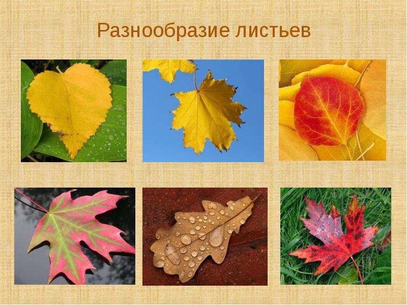 Разнообразие листьев