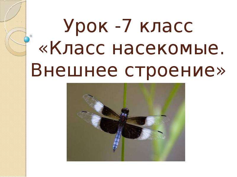 Презентация Урок -7 класс «Класс насекомые. Внешнее строение»