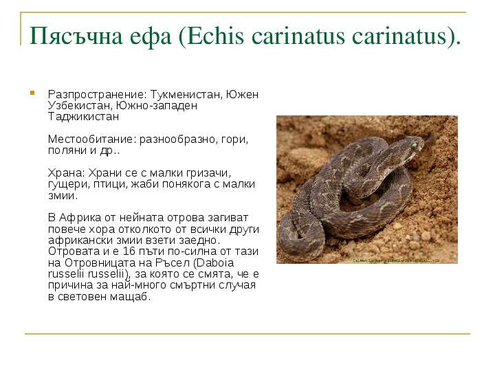 Пясъчна ефа Echis carinatus