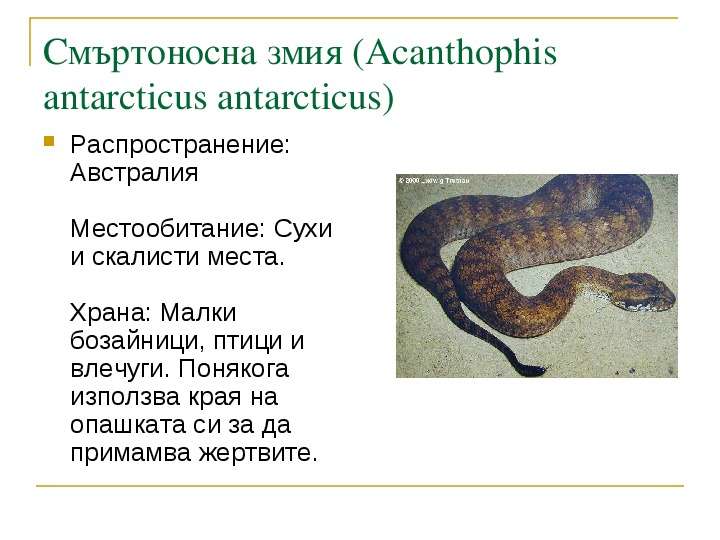 Смъртоносна змия Acanthophis