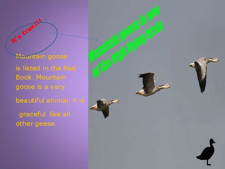It s true!!! Mountain goose