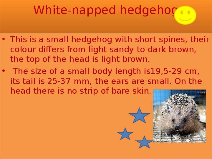 White-napped hedgehog This is