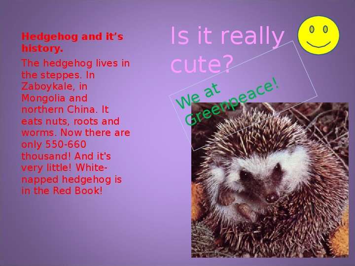 Hedgehog and it s history.