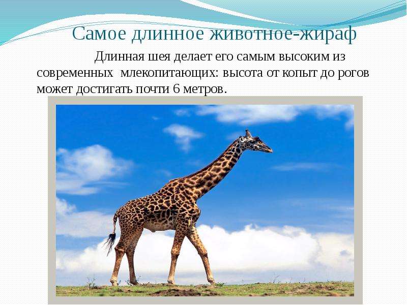 Самое длинное животное-жираф