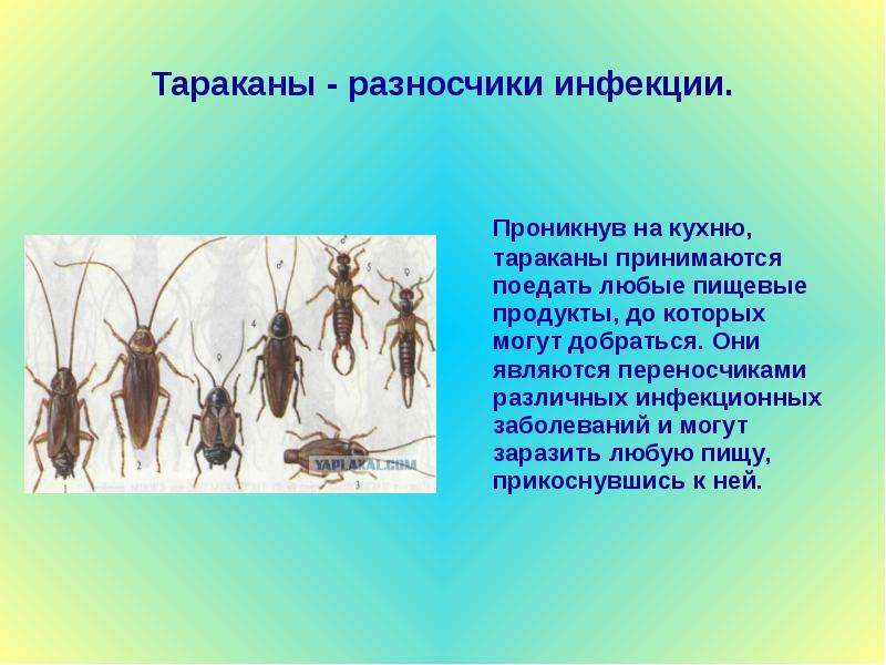 Тараканы - разносчики