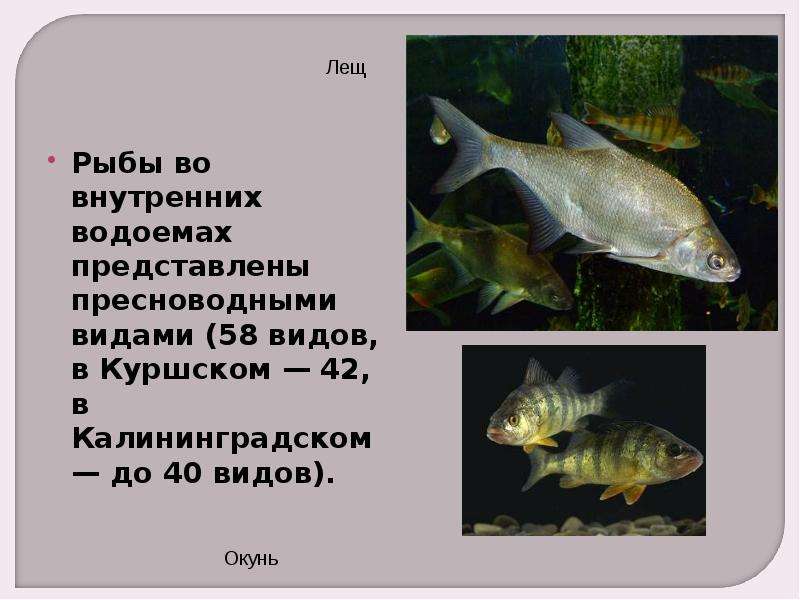 Рыбы во внутренних водоемах