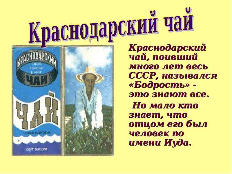 Презентация Краснодарский чай, поивший много лет весь СССР, назывался «Бодрость» - это знают все. Но мало кто знает, что отцом его был человек