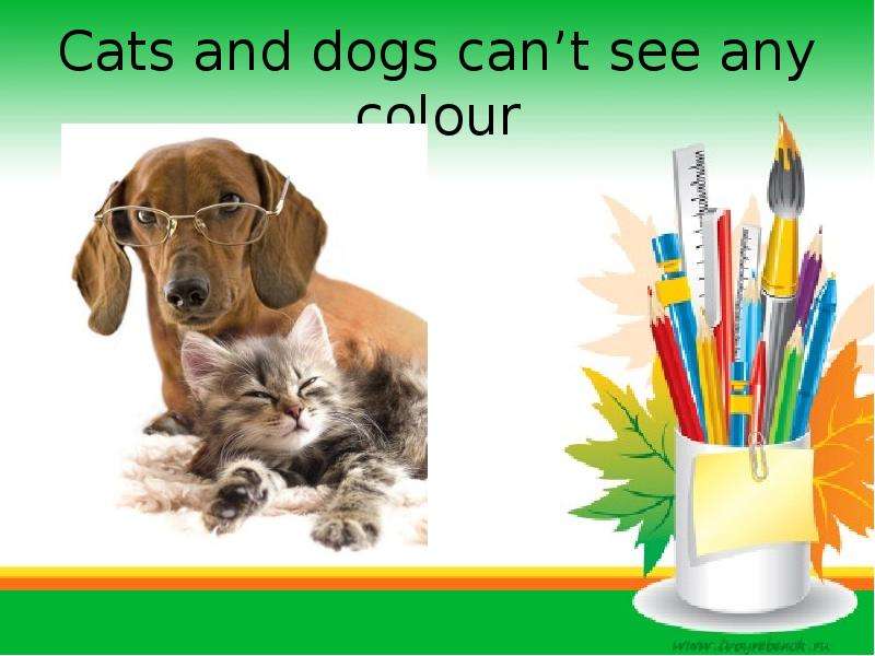 Cats and dogs can t see any
